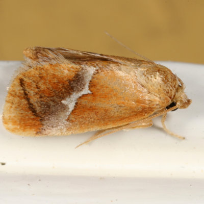 4665 - Yellow-shouldered Slug Moth - Lithacodes fasciola