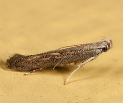 1702 - Isophrictis similiella