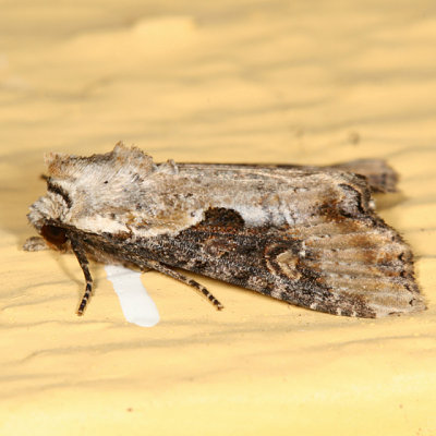 9364.1 - Double-lobed Apamea Moth - Apamea ophiogramma