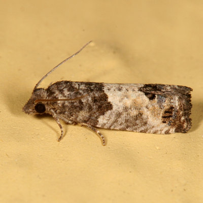 2906 - Eye-spotted Bud Moth - Spilonota ocellana