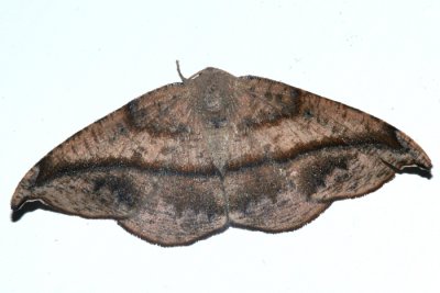 6974 - Juniper-twig Geometer - Patalene olyzonaria