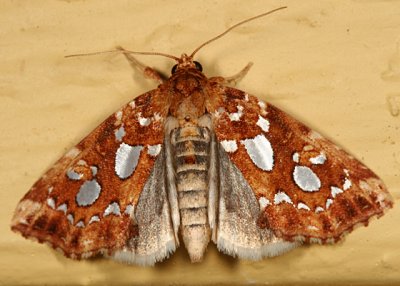 9633 - Silver-spotted Fern Moth - Callopistria cordata