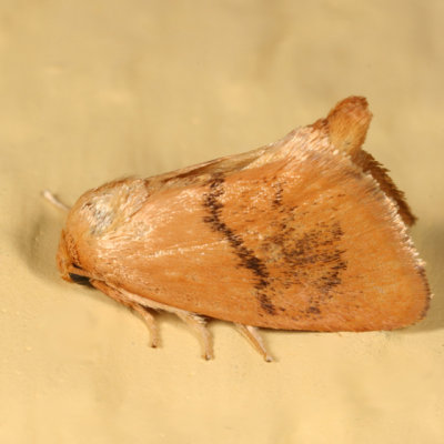 4654 -- Abbreviated Button Slug Moth -- Tortricidia flexuosa