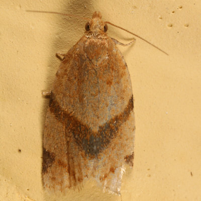 3688 - Garden Tortrix Moth - Clepsis peritana