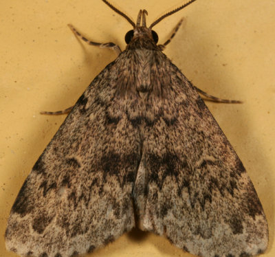 8333 - Toothed Idia - Idia denticulalis