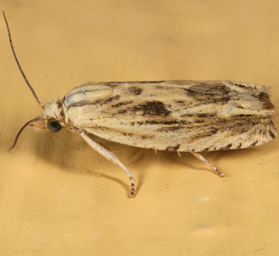 2998 - Olivaceous Eucosma - Eucosma olivaceana
