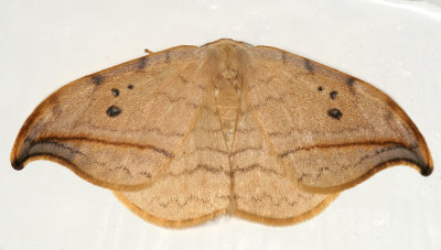 Drepanoidea Moths -- 6235-6255