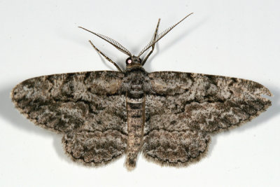 6590 - Common Gray - Anavitrinella pampinaria