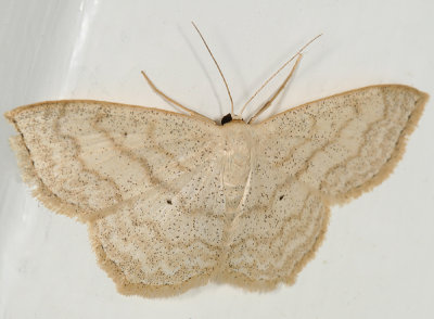 7159 - Large Lace-border - Scopula limboundata