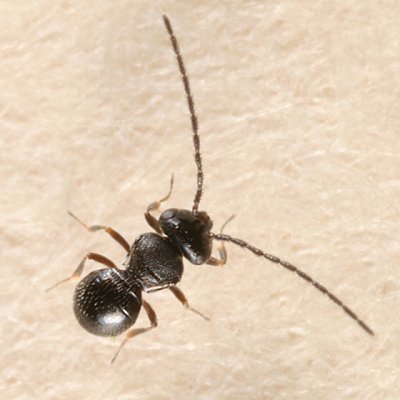 Platygastridae wasps