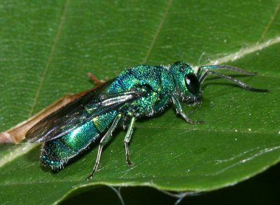 Chrysis sp.