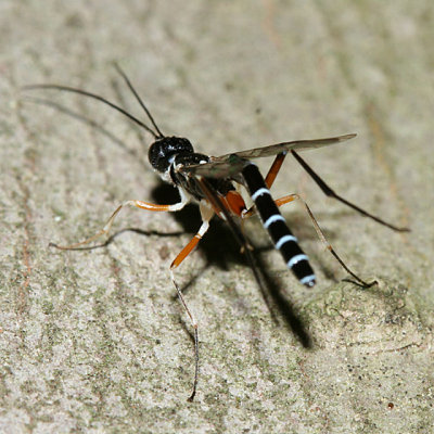 Ichneumon Wasps - Poemeniinae