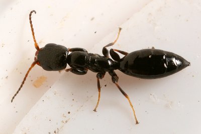 Bethylid Wasp - Bethylidae