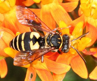 Cuckoo Bees - Nomadinae