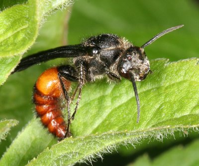 Timulla vagans (male)