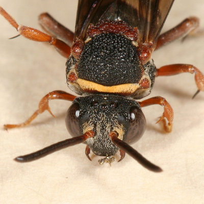 Epeolus bifasciatus (female)