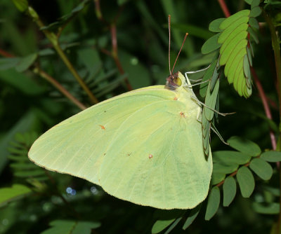 Cloudless Sulphur (Phoebis sennae)