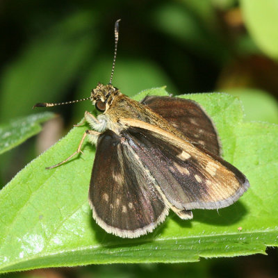 Carolina Roadside-Skipper (Amblyscirtes carolina)