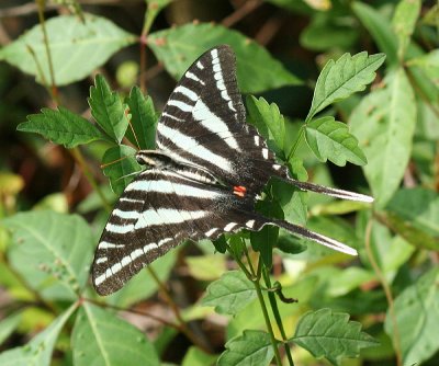 Zebra Swallowtail (Eurytides marcellus)