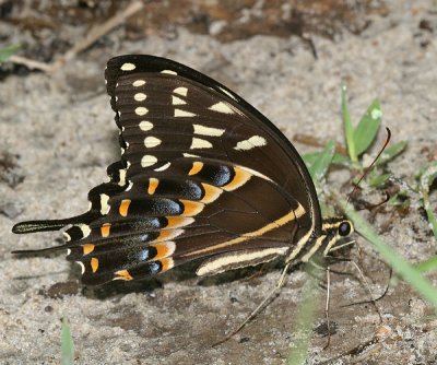 Palamedes Swallowtail (Papilio palamedes)