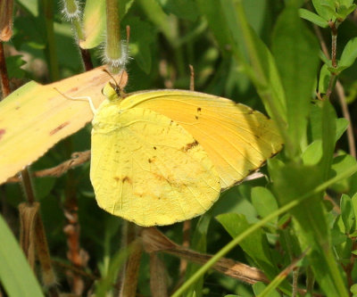 Sleepy Orange (Abaeis nicippe)