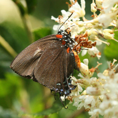 Great Purple Hairstreak (Atlides halesus)