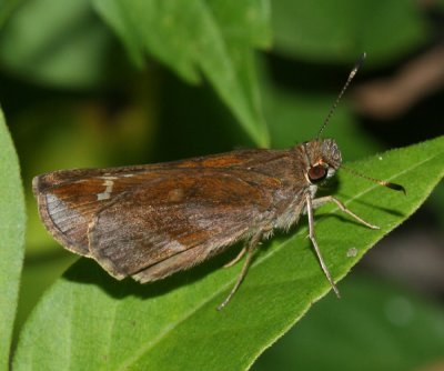 Clouded Skipper (Lerema accius)