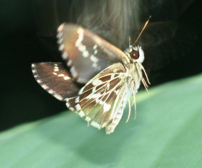 Lace-winged Roadside-Skipper (Amblyscirtes aesculapius)