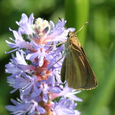 Dukes's Skipper (Euphyes dukesi)