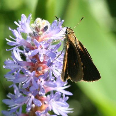 Dukes's Skipper (Euphyes dukesi)