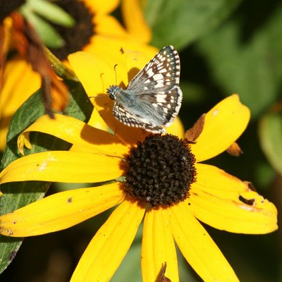 Common Checkered-Skipper (Pyrgus communis)