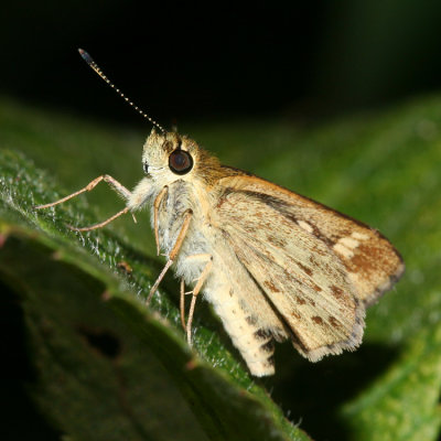 Carolina Roadside-Skipper (Amblyscirtes carolina)