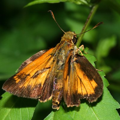 Yehl Skipper (Poanes yehl)