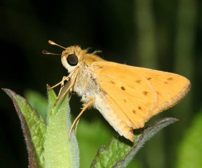 Fiery Skipper (Hylephila phyleus)