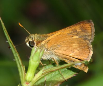 Southern Broken-Dash (Wallengrenia otho)