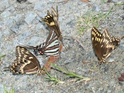 Zebra Swallowtail (Eurytides marcellus) with Palamedes Swallowtail (Papilio palamedes)