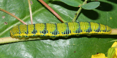 Cloudless Sulphur caterpillar (Phoebis sennae)