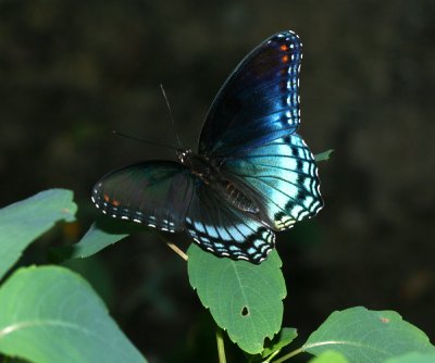 Red-Spotted Purple (Limenitis arthemis)