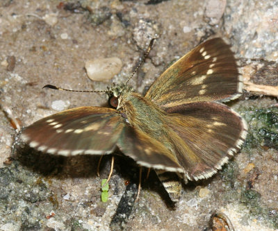 Lace-winged Roadside-Skipper (Amblyscirtes aesculapius)