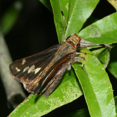 female Zabulon Skipper (Poanes zabulon)