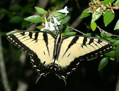 Eastern Tiger Swallowtail (Papilio glaucus)