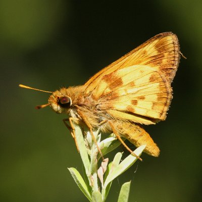 male Zabulon Skipper (Poanes zabulon)