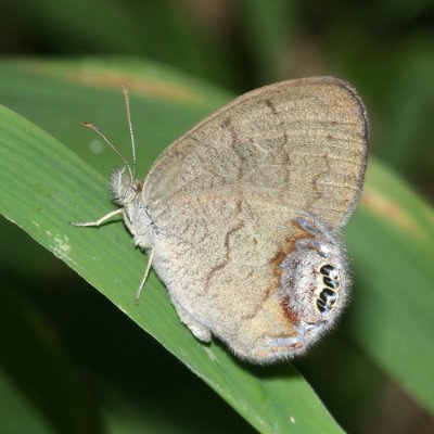 Gemmed Satyr (Cyllopsis gemma)