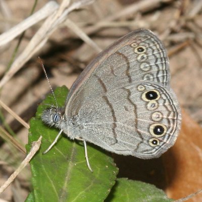 Carolina Satyr (Hermeuptychia sosybius)