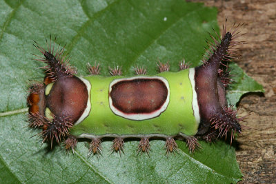 4700 - Saddleback Caterpillar - Acharia stimulea