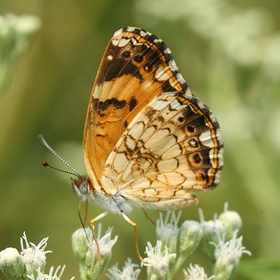 Silvery Checkerspot (Chlosyne nycteis)