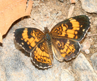 Silvery Checkerspot (Chlosyne nycteis)