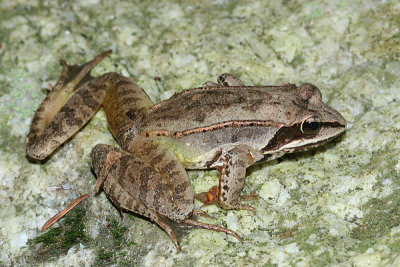 Wood Frog - Lithobates sylvaticus