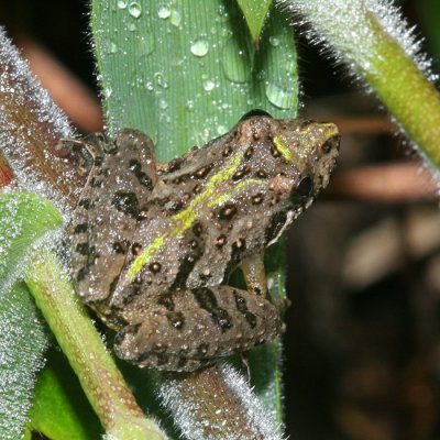 Southern Cricket Frog - Acris gryllus