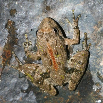 Southern Cricket Frog - Acris gryllus